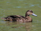 American Black Duck (WWT Slimbridge May 2012) - pic by Nigel Key